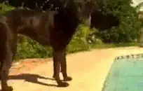 نردي شقراء جبهة تحرير مورو الإسلامية مارس الجنس من قبل الديك ضخمة.