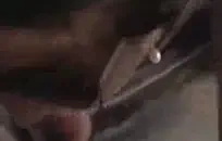 سليم سميك كبير assed فاتنة ركوب الديك على كاميرا ويب.