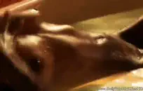 الفتاة اليابانية والرجل الأسود الأكبر سنا. 2 الفتيات الساخنة.