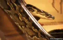 زوجة ناضجة مطيع لها النشوة الجنسية الحقيقية مع عشيقها