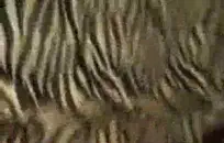 كس مشعر والحمار اللعب مع دسار كبيرة.